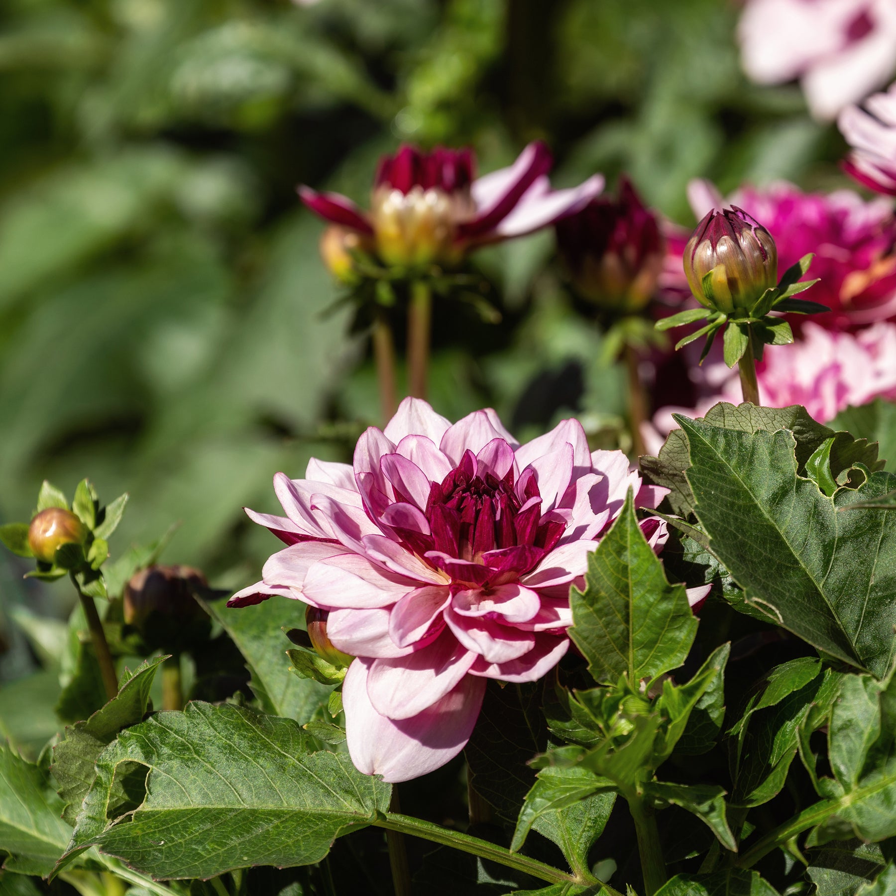 Dahlia Crème de Cassis - Willemse