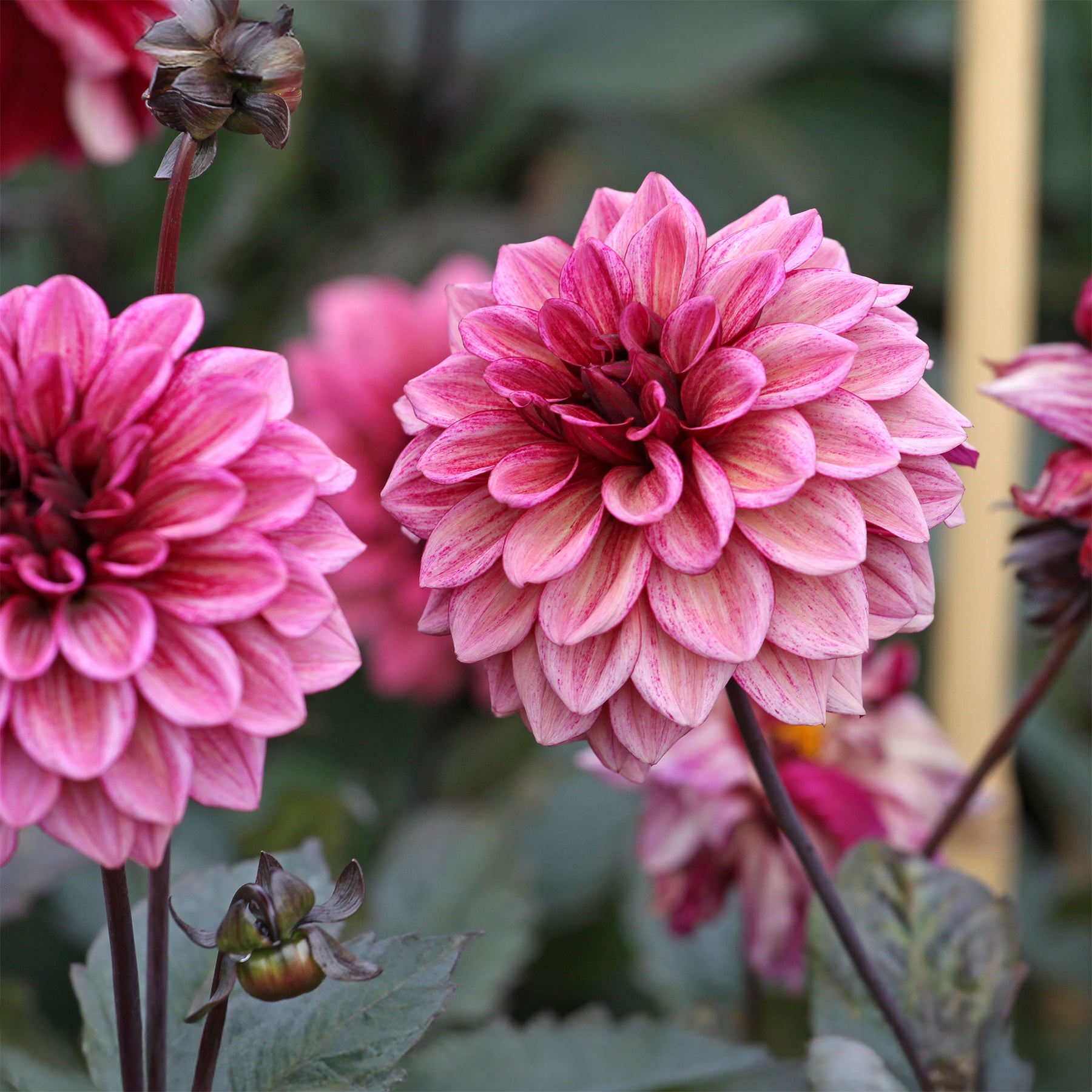 Dahlia Night Silence - Dahlia Night Silence - Dahlia 