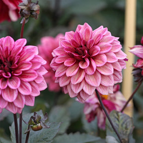 Dahlia Night Silence - Dahlia Night Silence - Dahlia 