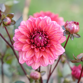 Dahlia Night Silence - Willemse