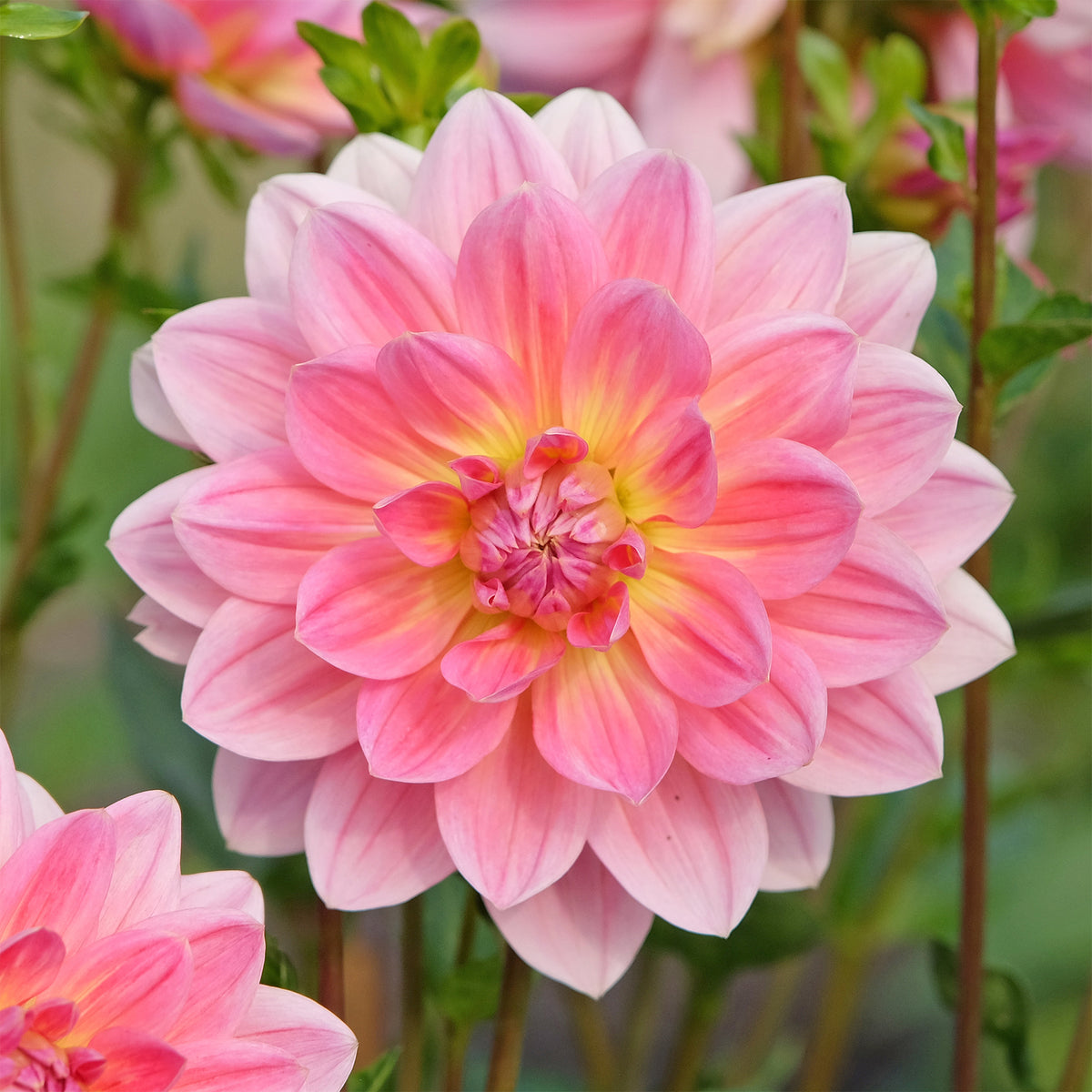 Dahlia  - Dahlia Twiggy - Dahlia Twiggy