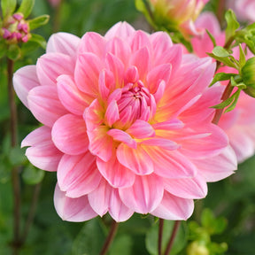 Dahlia Twiggy - Willemse