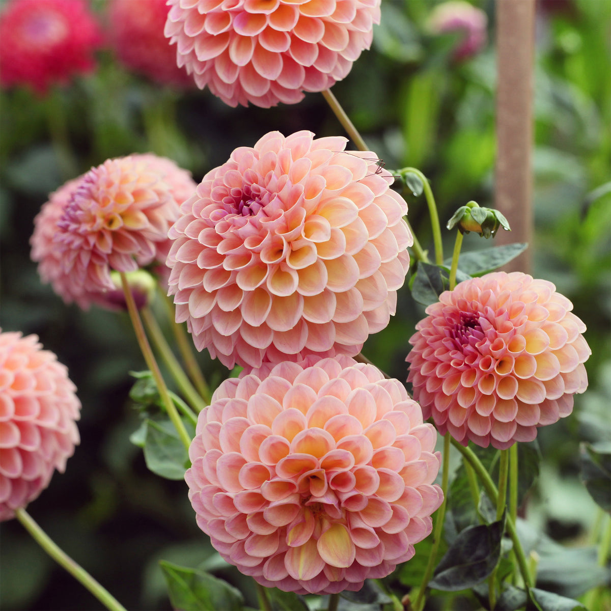 Dahlia Jowey Winnie - Dahlia Jowey Winnie - Willemse