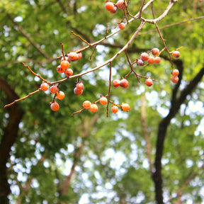 Lotusboom - Willemse