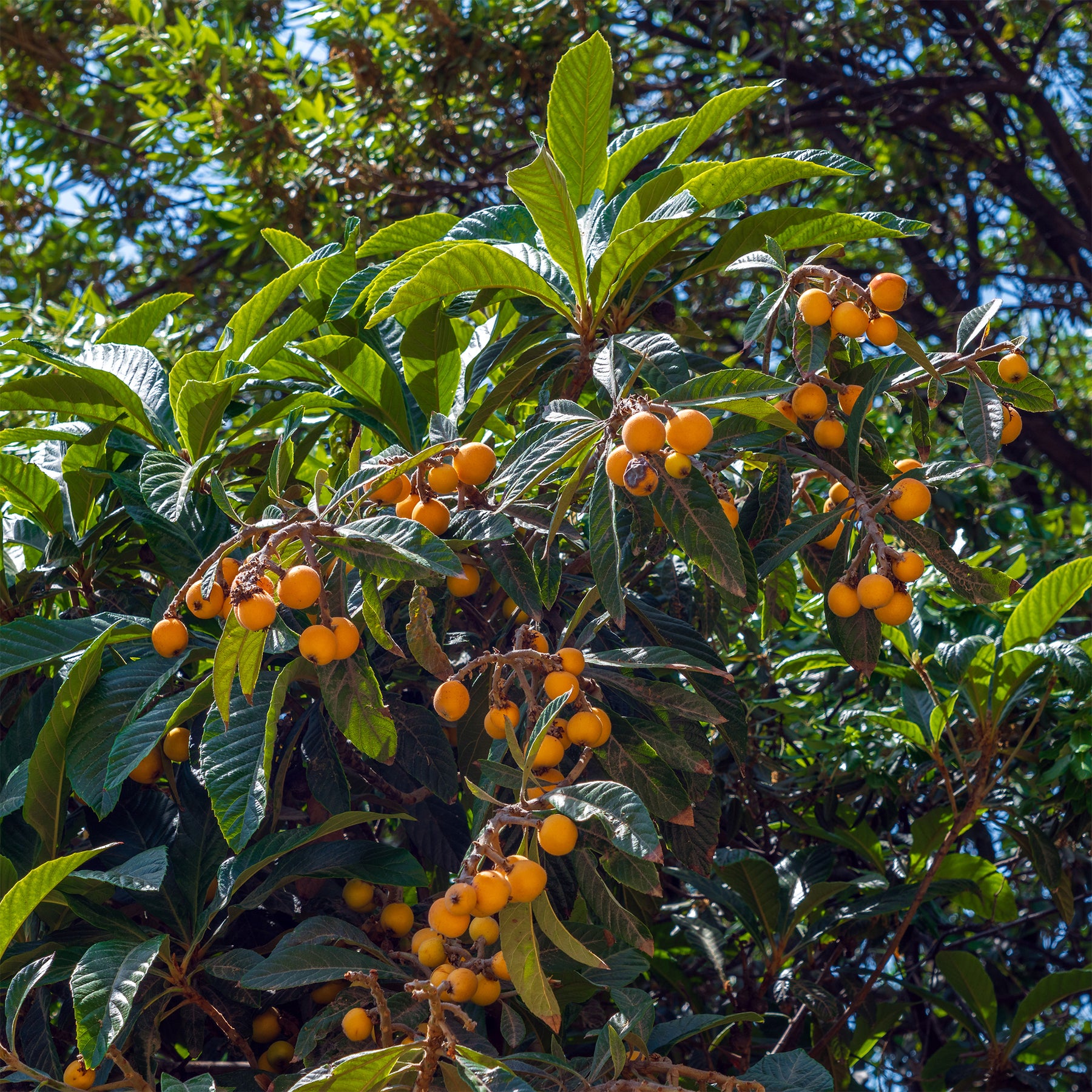 Japanse wolmispel - Eriobotrya japonica - Willemse