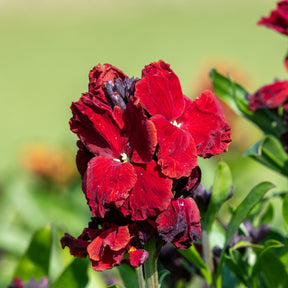 Muurbloem 'Colour Vibe Red®' - Erysimum Colour Vibe Red ® - Willemse