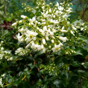 Escalonia 'Iveyi'