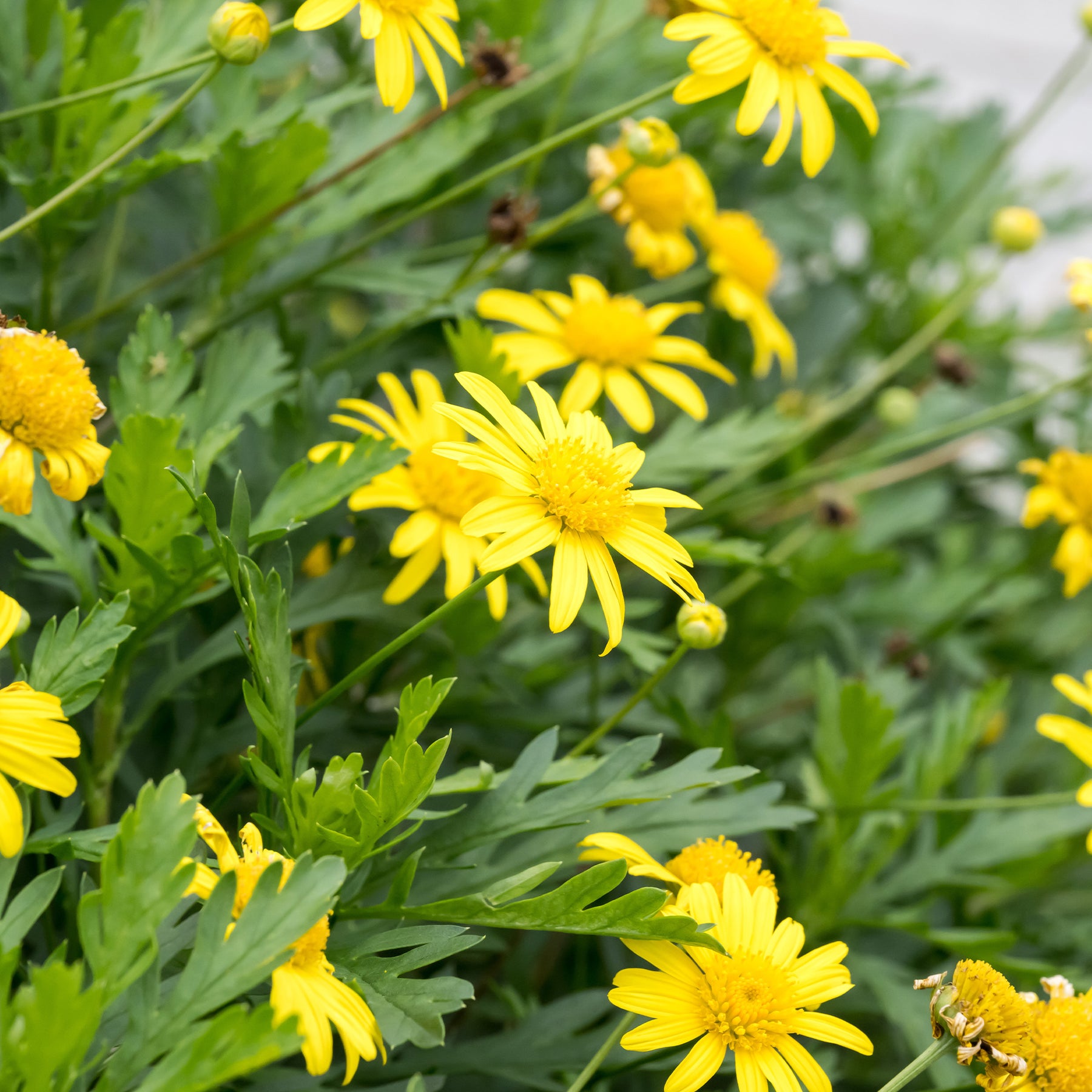Zuid-Afrikaanse margriet - Euryops chrysanthemoides - Willemse