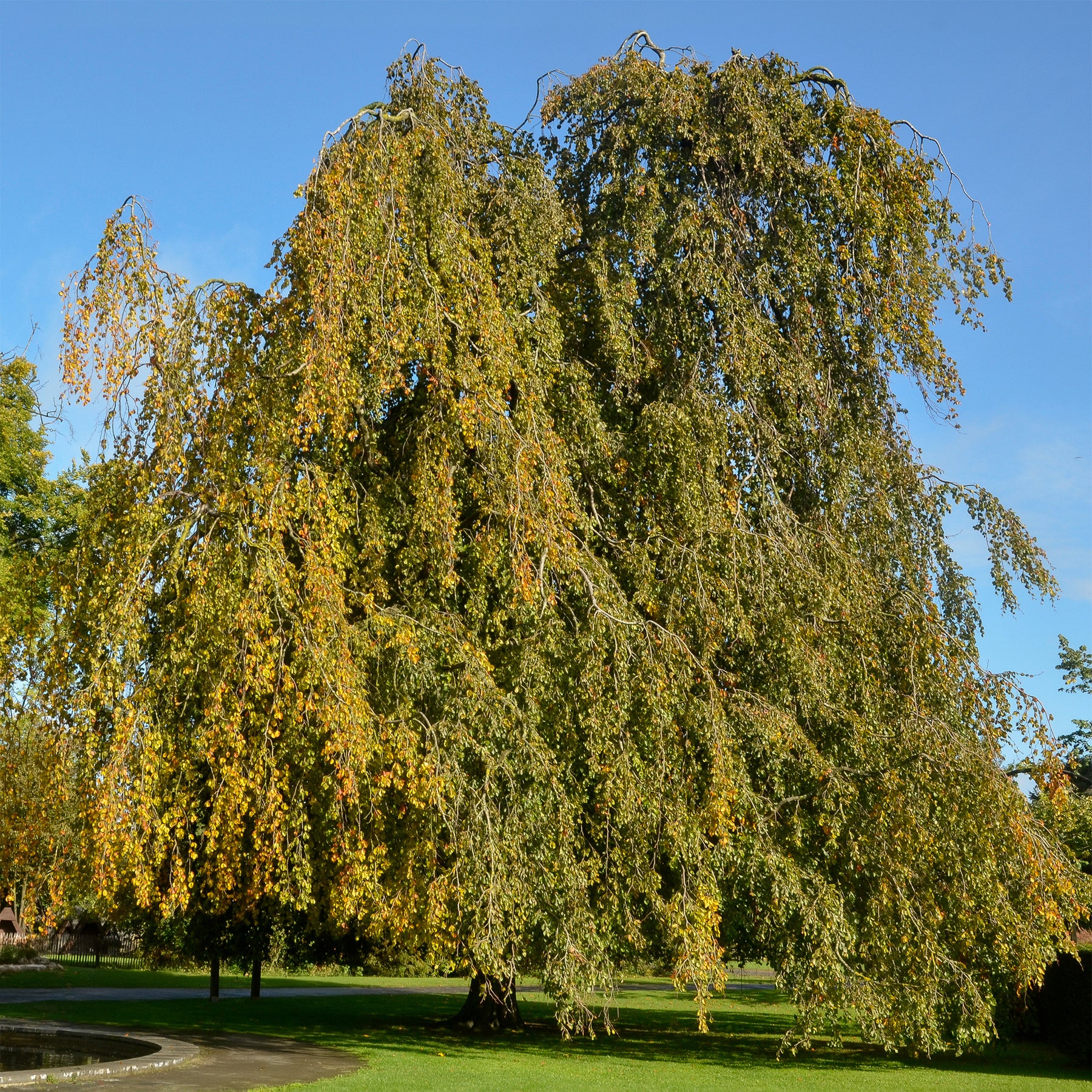 Fagus sylvatica Pendula - Groene treurbeuk - Beuk