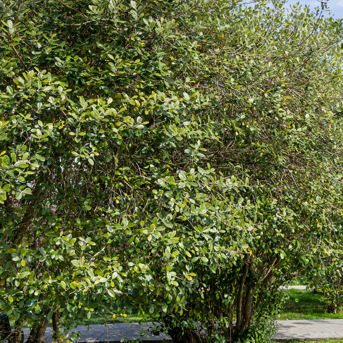 Feijoa sellowiana - Braziliaanse guave / Ananasguave - Exotische fruit