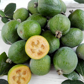 Braziliaanse guave / Ananasguave - Feijoa sellowiana - Willemse