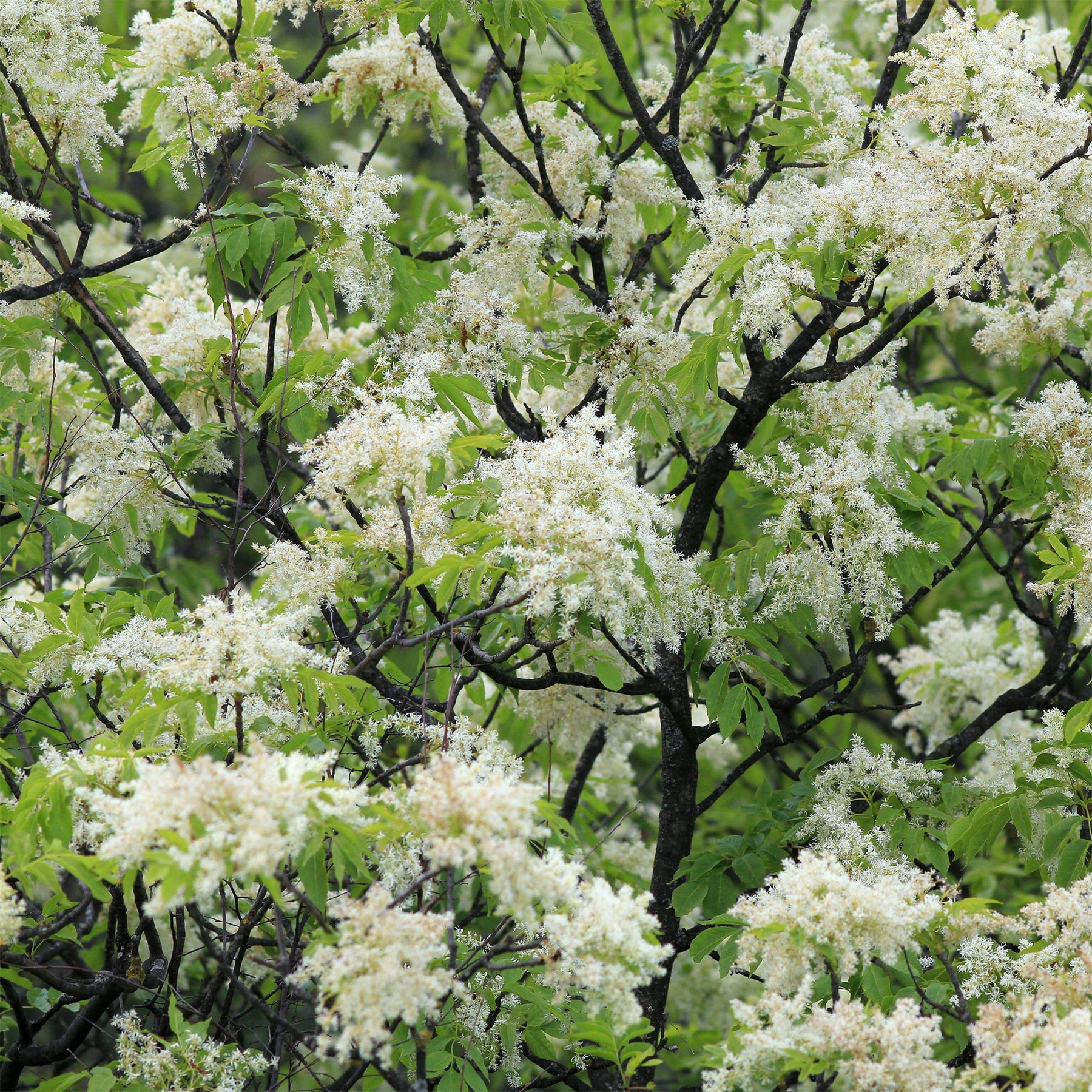 Pluim-es - Fraxinus ornus - Willemse