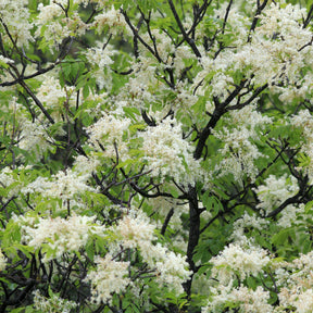 Pluim-es - Fraxinus ornus - Willemse