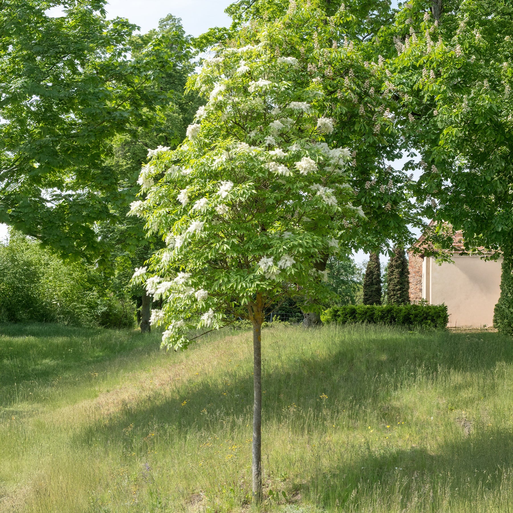 Pluim-es - Willemse