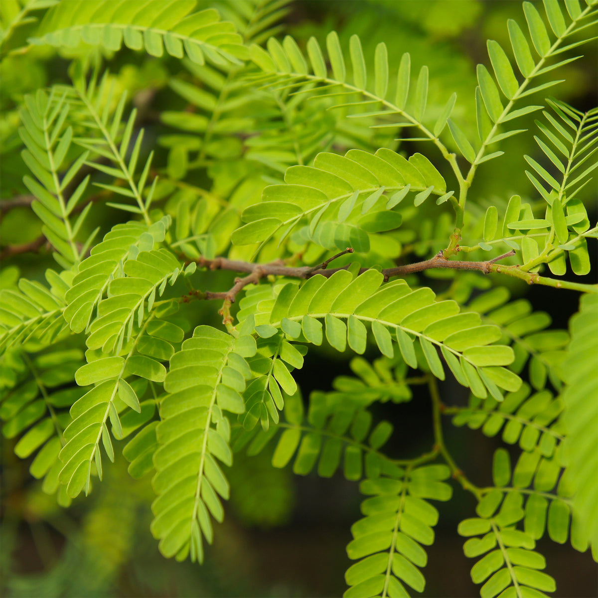 Amerikaanse gleditsia 'Elegantissima' / Valse christusdoorn - Gleditsia triacanthos Elegantissima - Willemse
