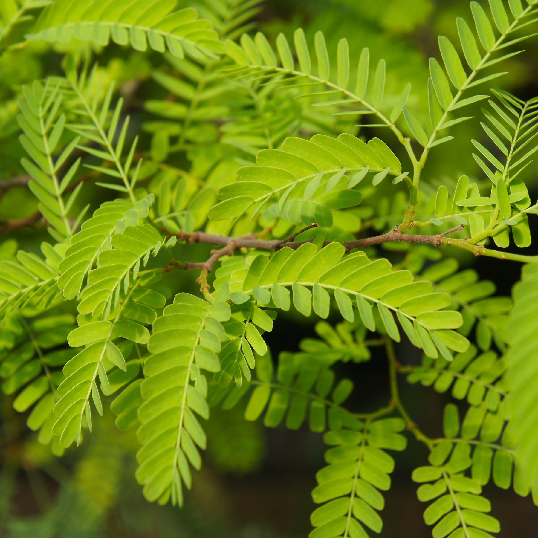 Amerikaanse gleditsia 'Elegantissima' / Valse christusdoorn - Gleditsia triacanthos Elegantissima - Willemse