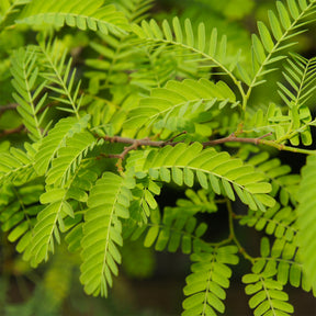 Amerikaanse gleditsia 'Elegantissima' / Valse christusdoorn - Gleditsia triacanthos Elegantissima - Willemse