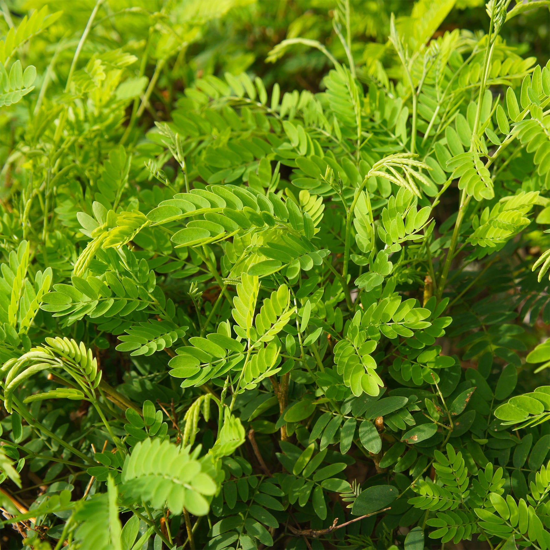 Amerikaanse gleditsia 'Elegantissima' / Valse christusdoorn - Willemse