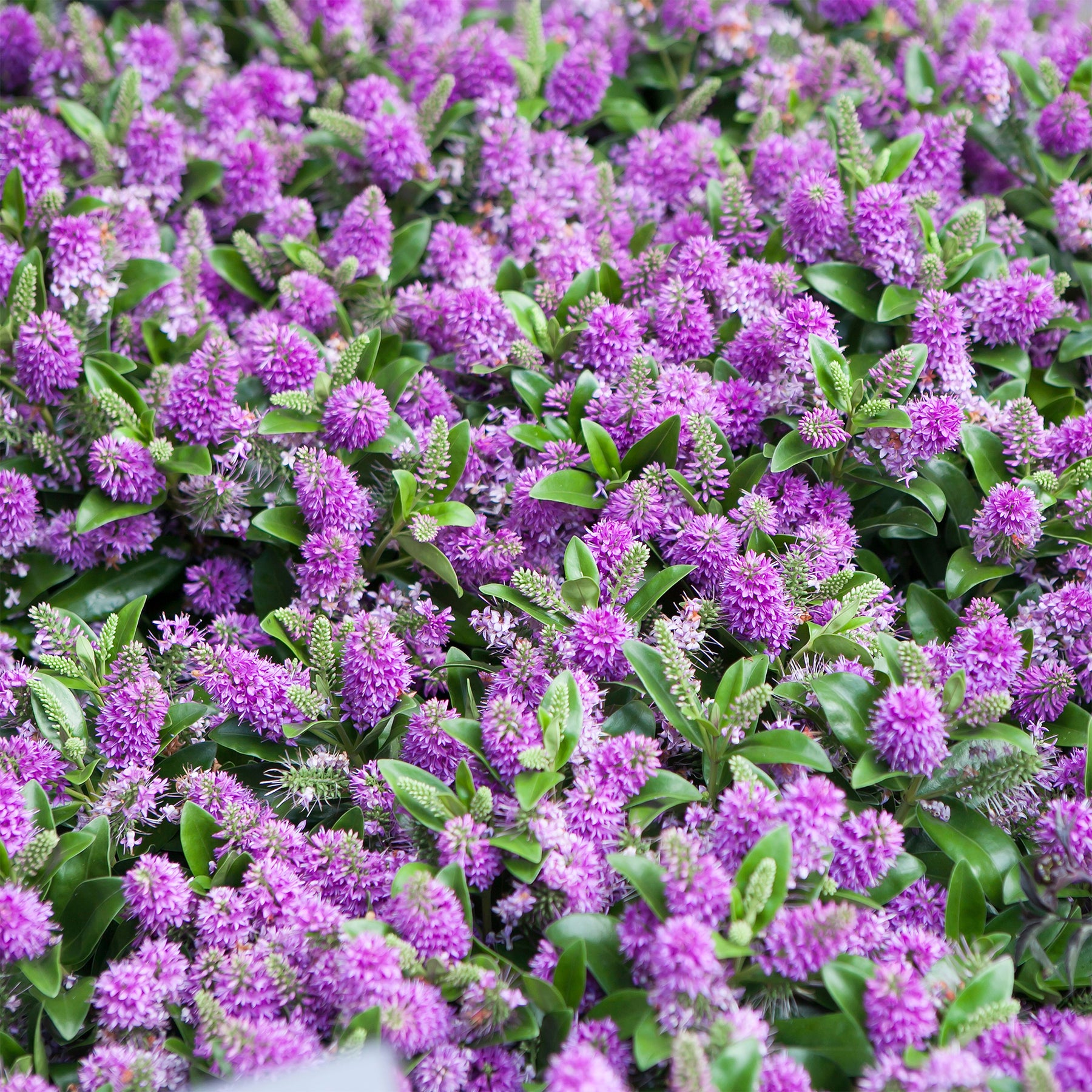 Struikveronica 'Blue Gem' - Willemse