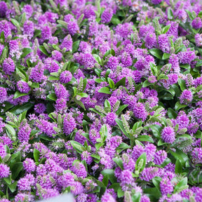 Struikveronica 'Blue Gem' - Willemse