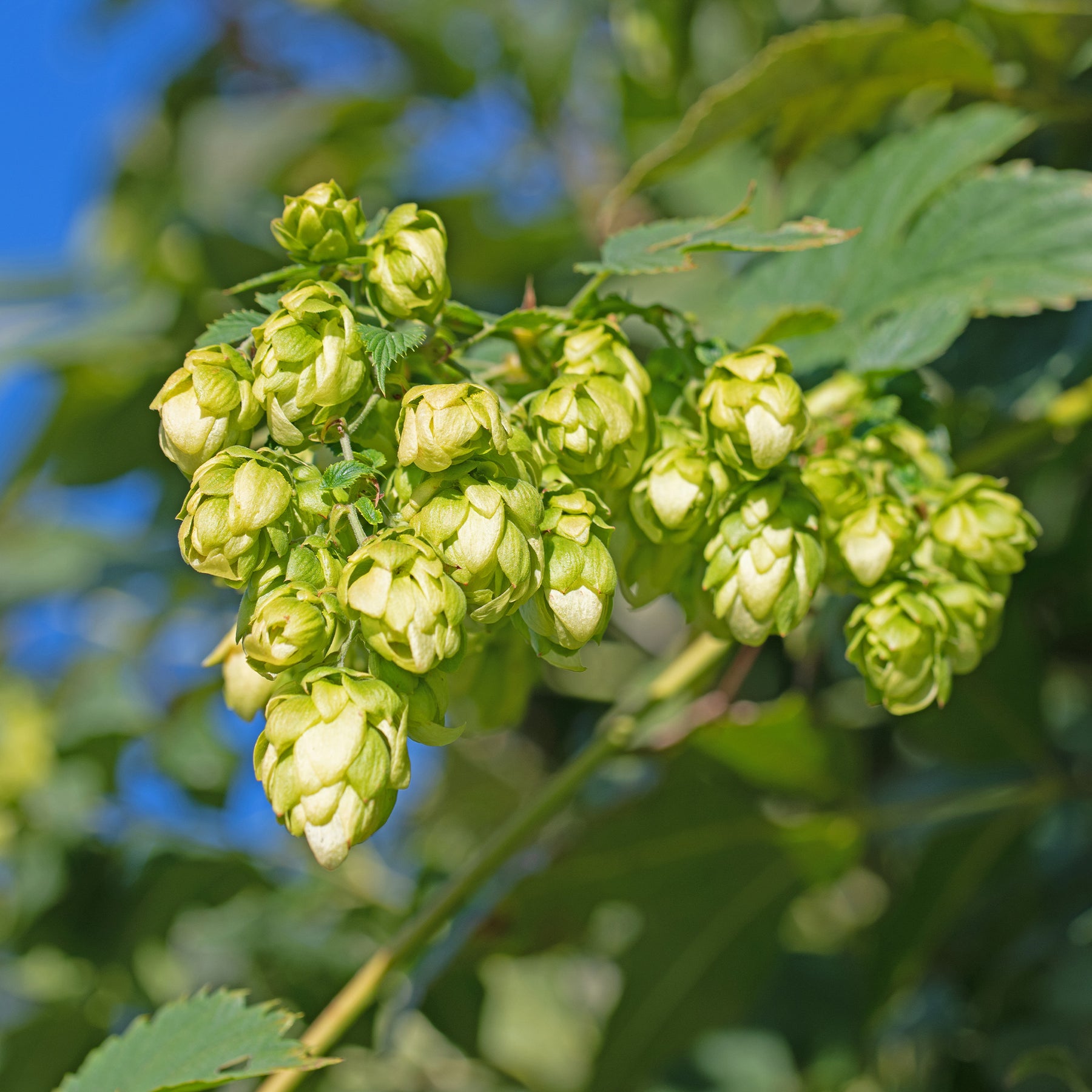HUMULUS lupulus Prima Donna ® - Humulus lupulus Prima Donna ® - Willemse
