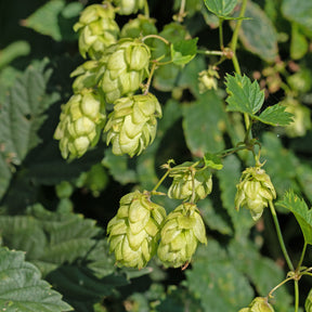 HUMULUS lupulus Prima Donna ® - Willemse
