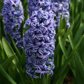 Hyacinthus orientalis Blue Jacket - Hyacint Blue Jacket - Hyacint