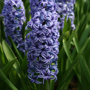 Hyacinthus orientalis Blue Jacket - Hyacint Blue Jacket - Hyacint