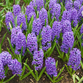Hyacint Blue Jacket - Hyacinthus orientalis Blue Jacket - Willemse