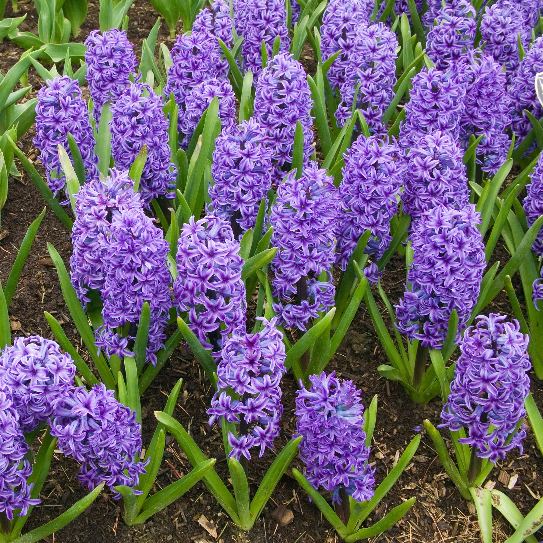 Hyacint Blue Jacket - Hyacinthus orientalis Blue Jacket - Willemse
