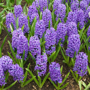 Hyacint Blue Jacket - Hyacinthus orientalis Blue Jacket - Willemse