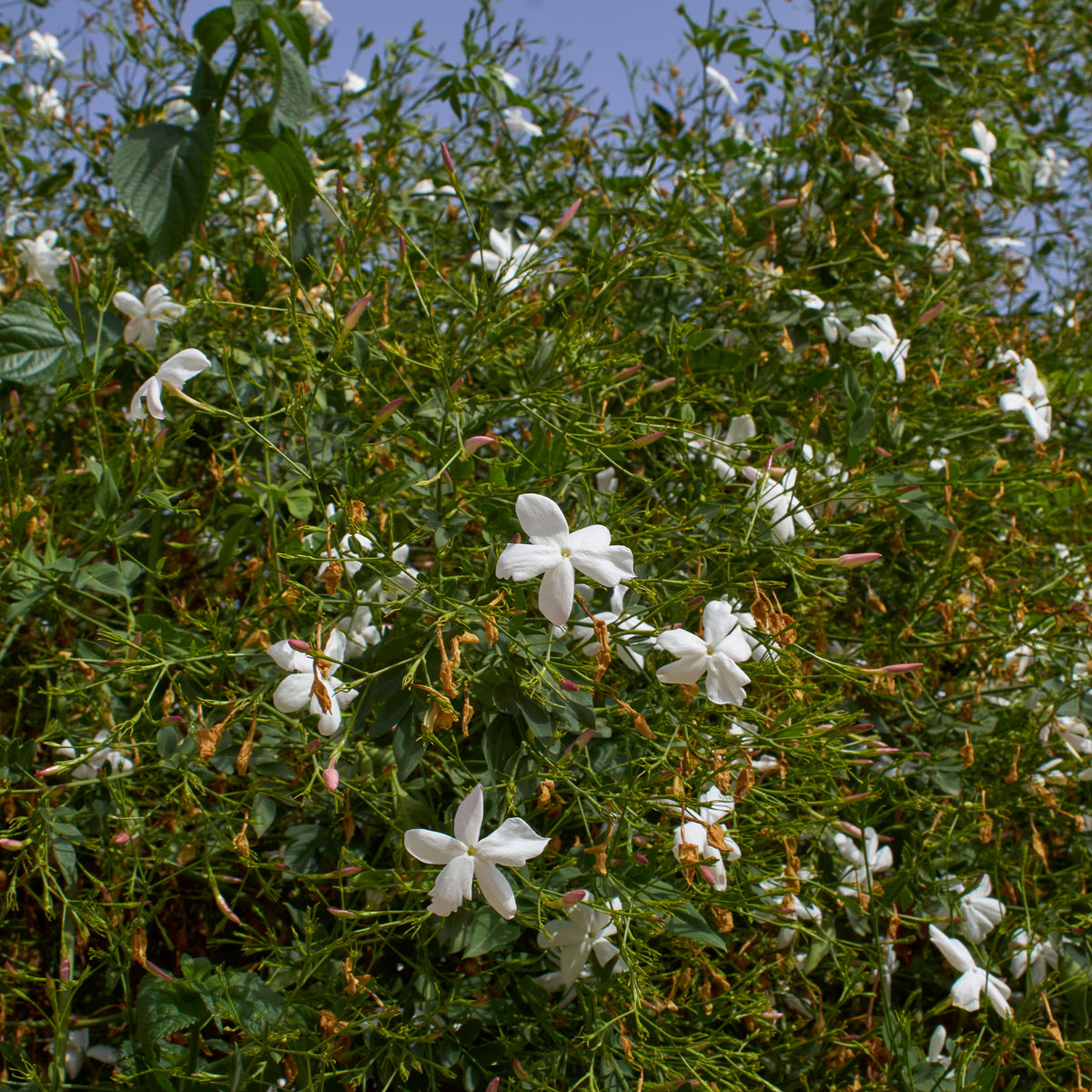 Koninklijke Jasmijn - Jasminum grandiflorum - Willemse