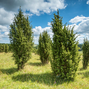 Juniperus communis - Jeneverbes - Coniferen