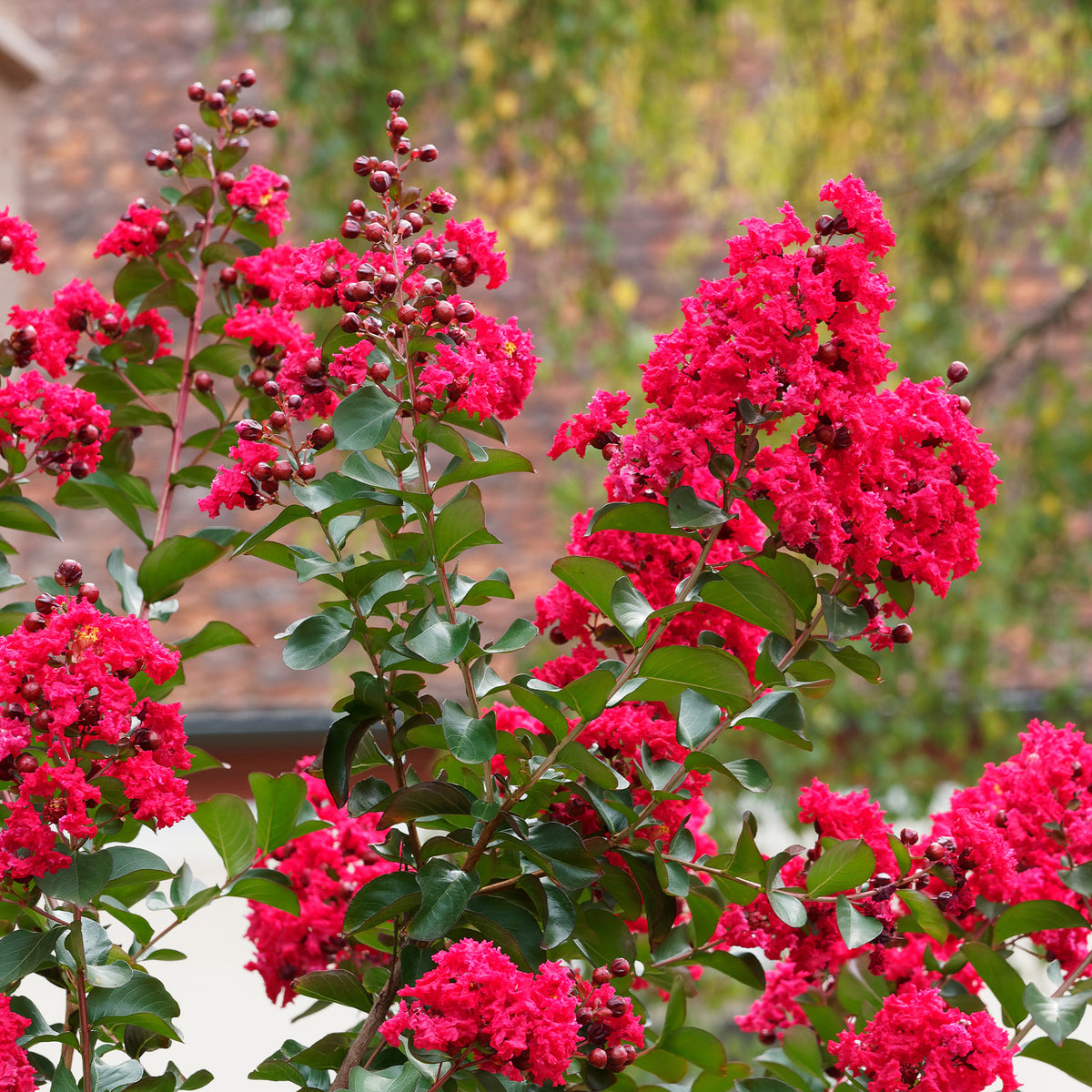 Verkoop Indische sering Red Rocket - Lagerstroemia indica Red Rocket