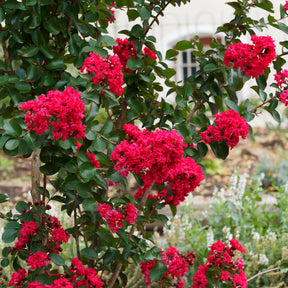 Indische sering Red Rocket - Willemse