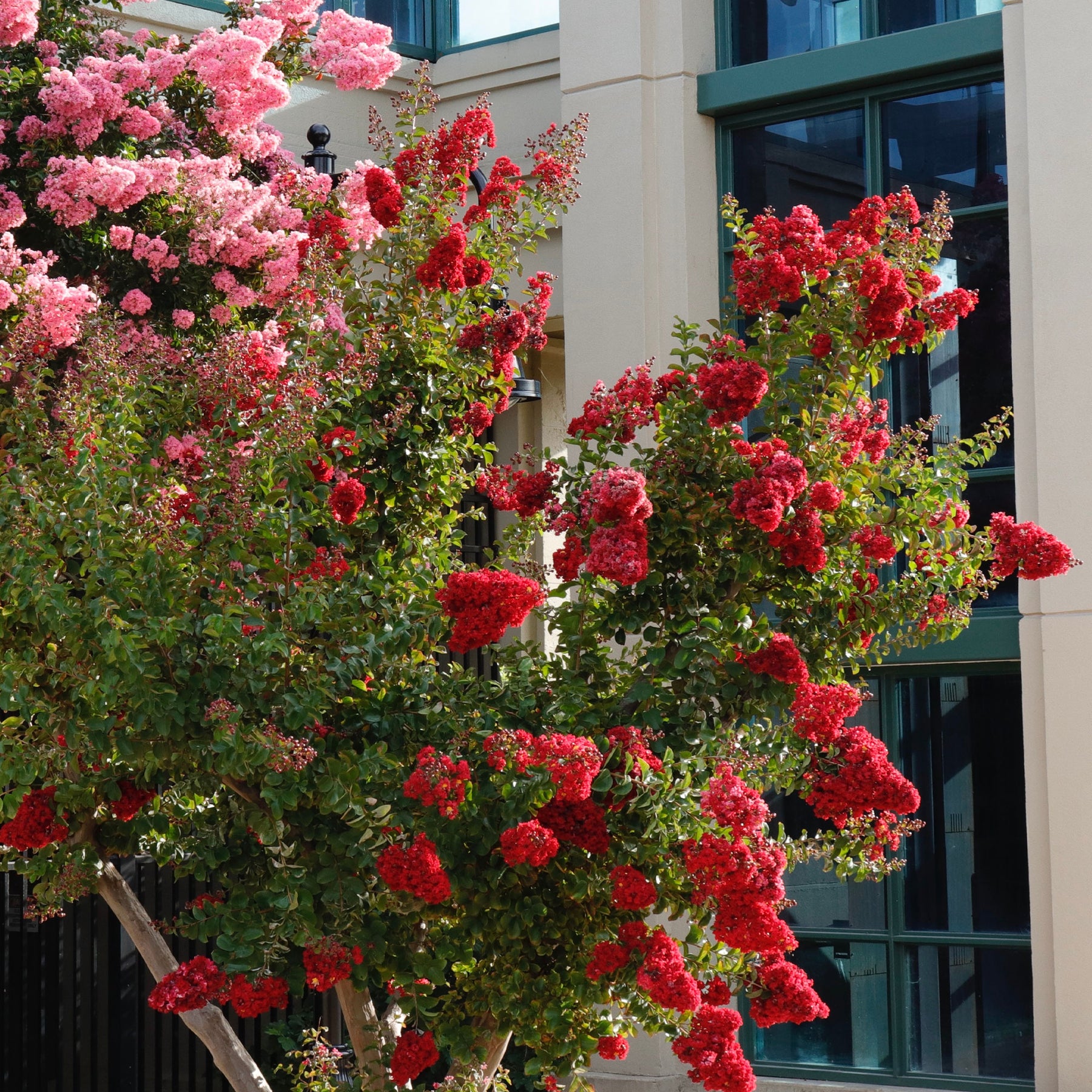 Indische sering Red Rocket - Lagerstroemia indica Red Rocket - Willemse