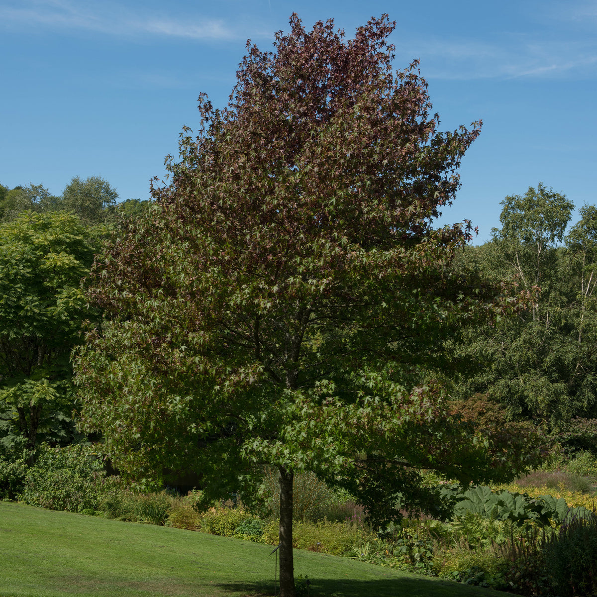 Amberboom Worplesdon - Liquidambar styraciflua Worplesdon - Willemse