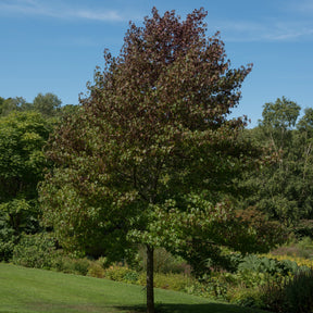Amberboom Worplesdon - Liquidambar styraciflua Worplesdon - Willemse