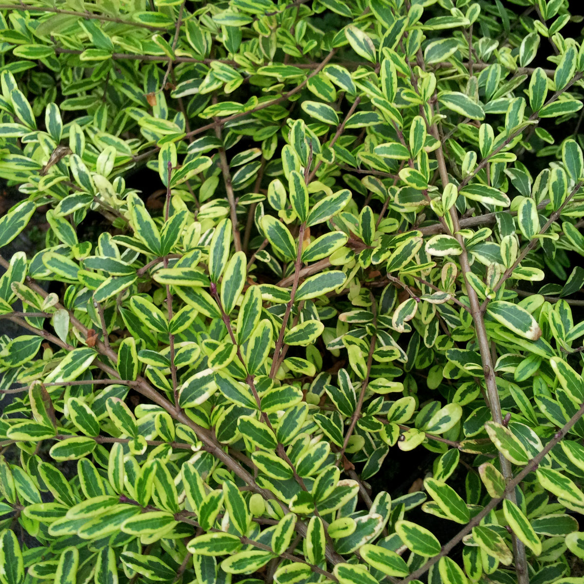 Lonicera nitida Lemon Beauty - Struikkamperfoelie 'Lemon Beauty' - Bodembedekkers