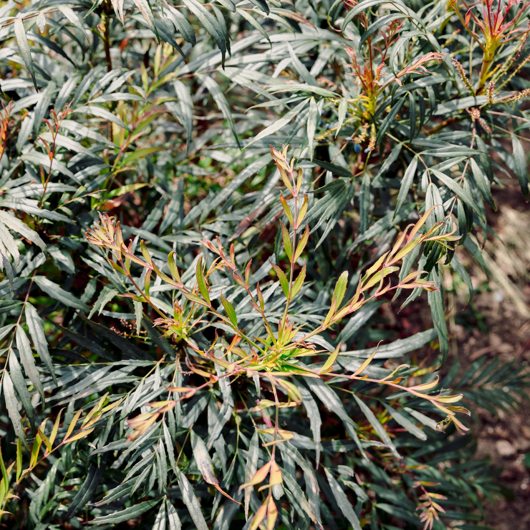 Mahoniastruik Nara Hiri - Willemse