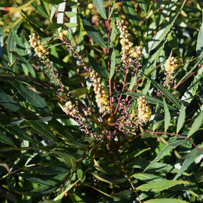 Mahoniastruik Nara Hiri - Mahonia confusa Narihira - Willemse
