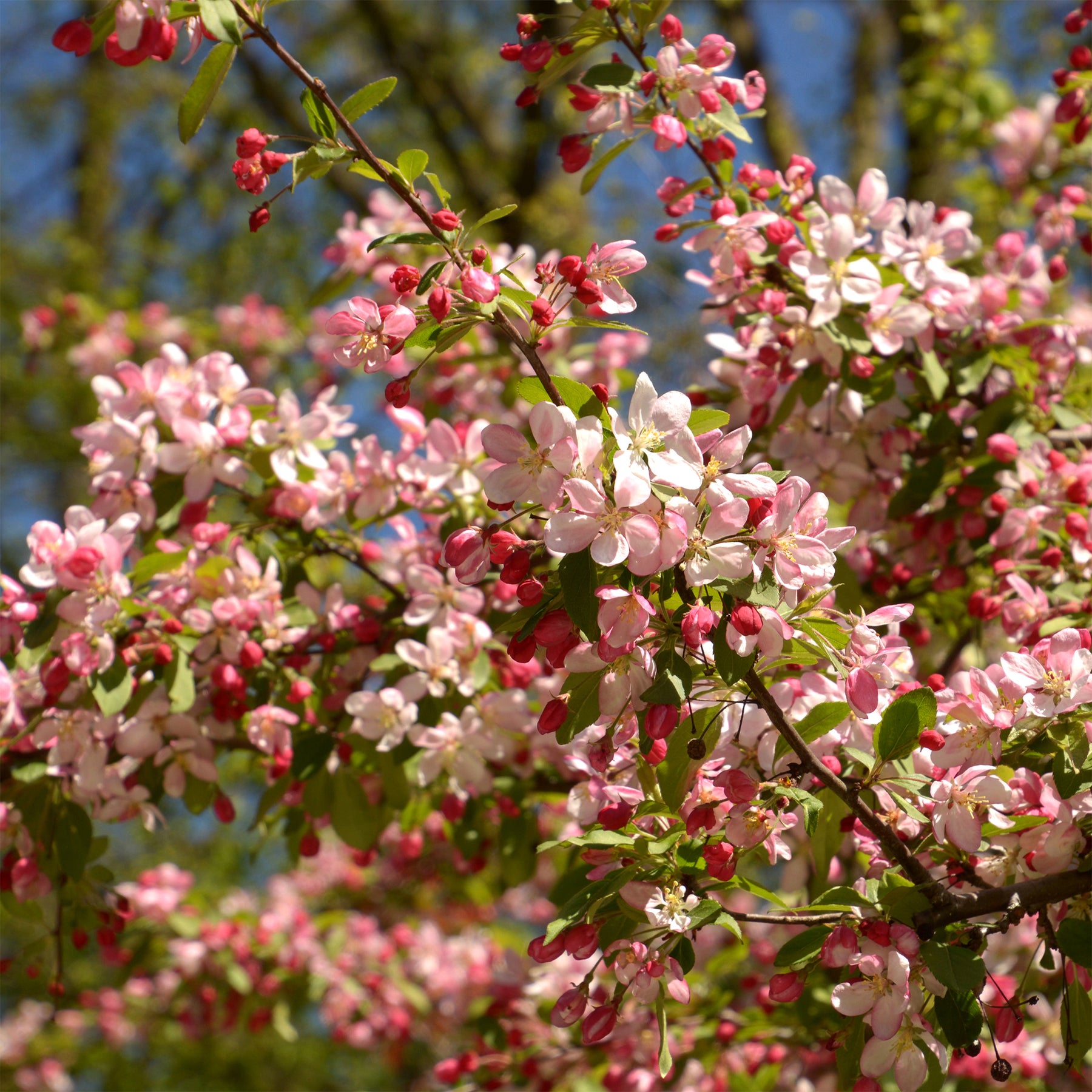 Japanse wilde appel - Willemse