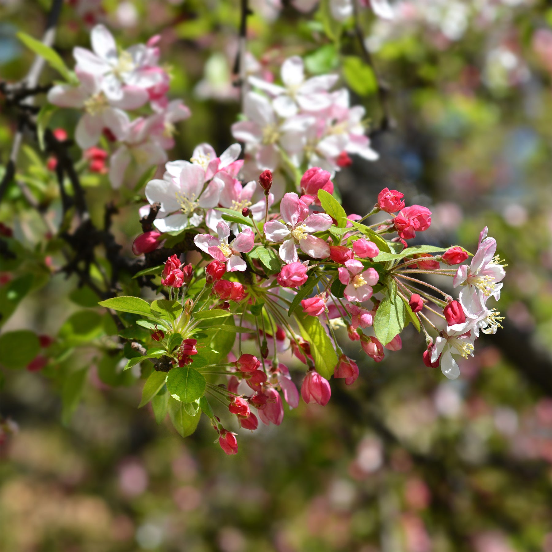 Japanse wilde appel - Malus floribunda - Willemse