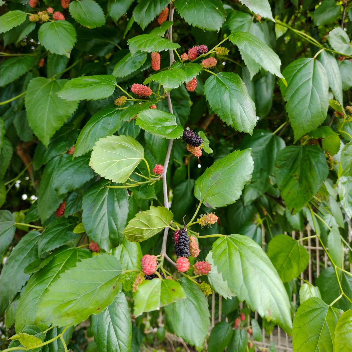 Morus nigra - Zwarte Moerbei - Bomen