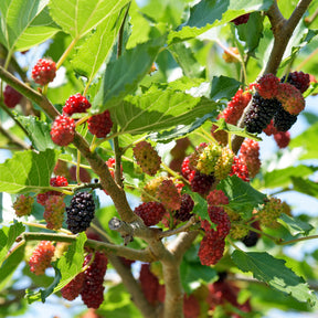 Zwarte Moerbei - Willemse