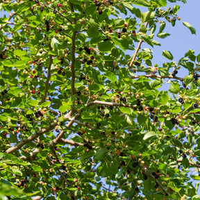 Zwarte Moerbei - Morus nigra - Willemse