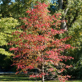 Nyssa sylvatica - Zwarte tupeloboom - Bomen