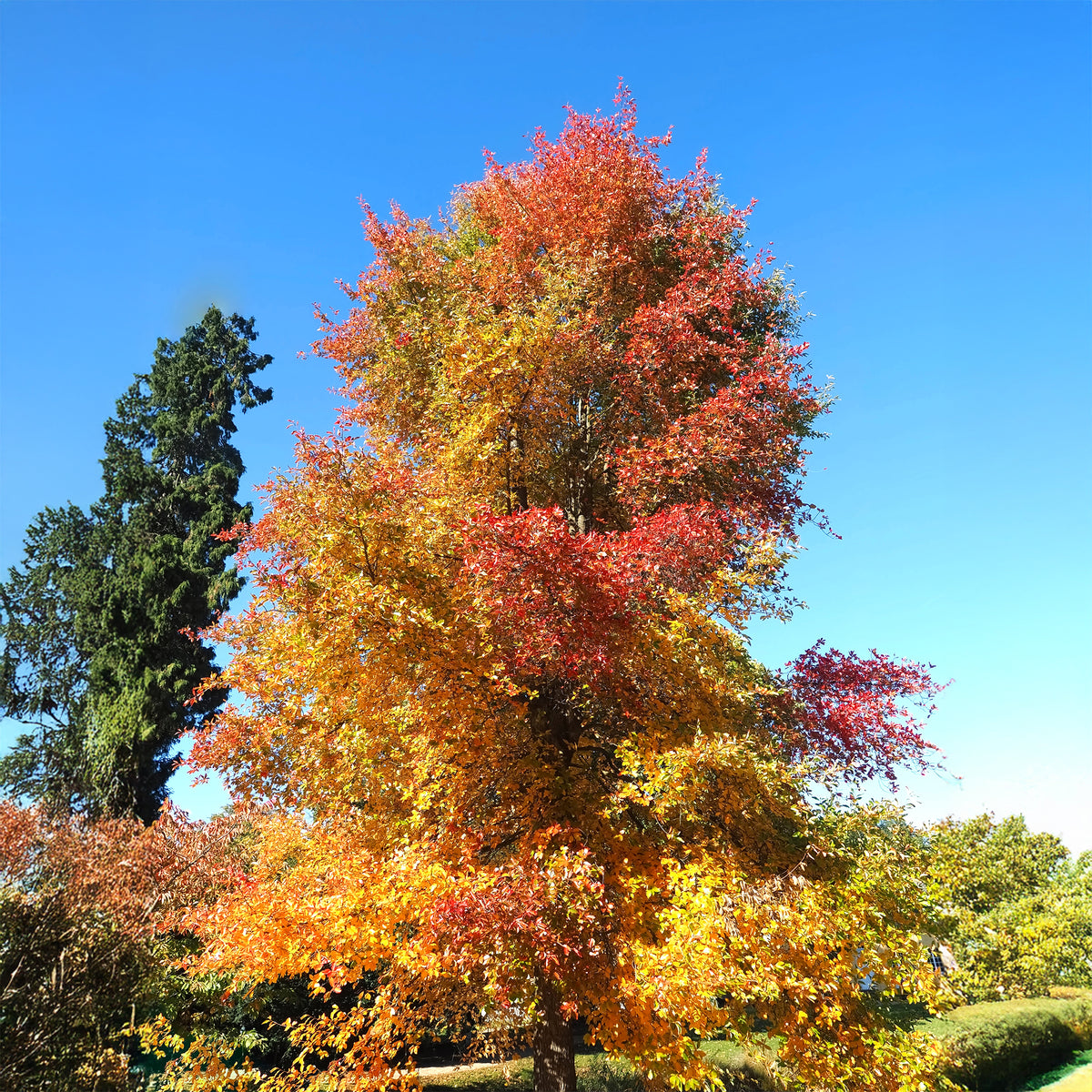 Zwarte tupeloboom - Willemse
