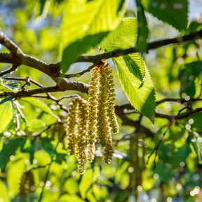 Europese hopbeuk - Ostrya carpinifolia - Willemse