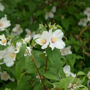 Boerenjasmijn 'Belle Etoile' - Philadelphus Belle Etoile - Willemse